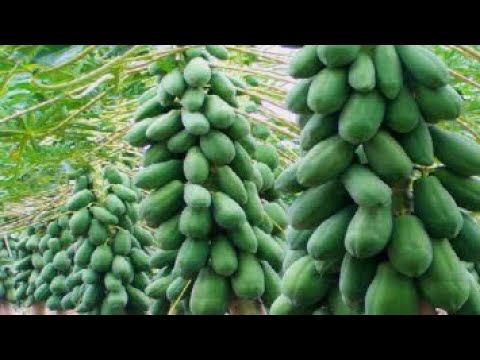 The Success Story of papaya Farming Video