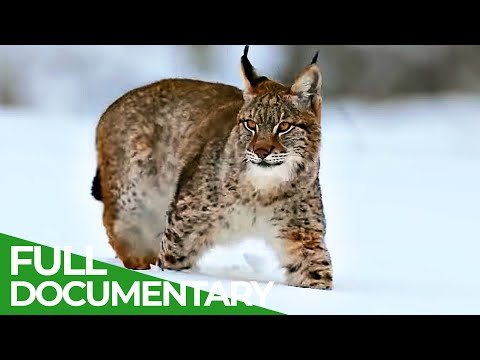 The Lynx is Back