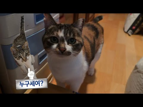 집사 옷에서 낯선 고양이 냄새가 난다