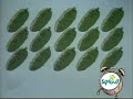 Sesame Street 20 Pickle Pie