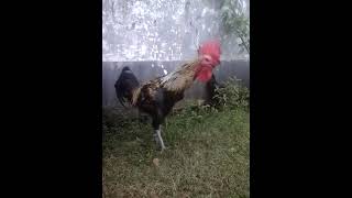 Download lagu ayam pelung ( sagara inten ) mp3 Download lagu ayam pelung ( sagara inten ) mp3