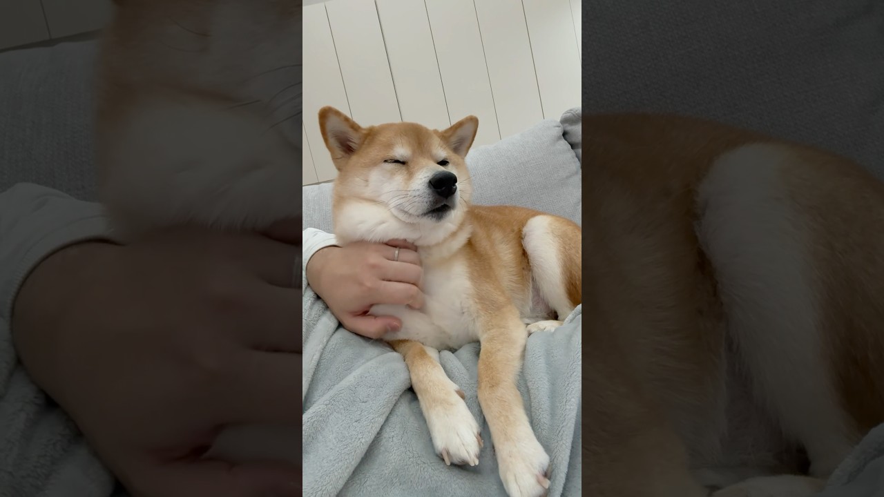 贅肉がすごい。　#柴犬 #犬 #shibainu
