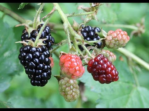 Samhain: The Celtic New Year: Celtic Tree Calendar