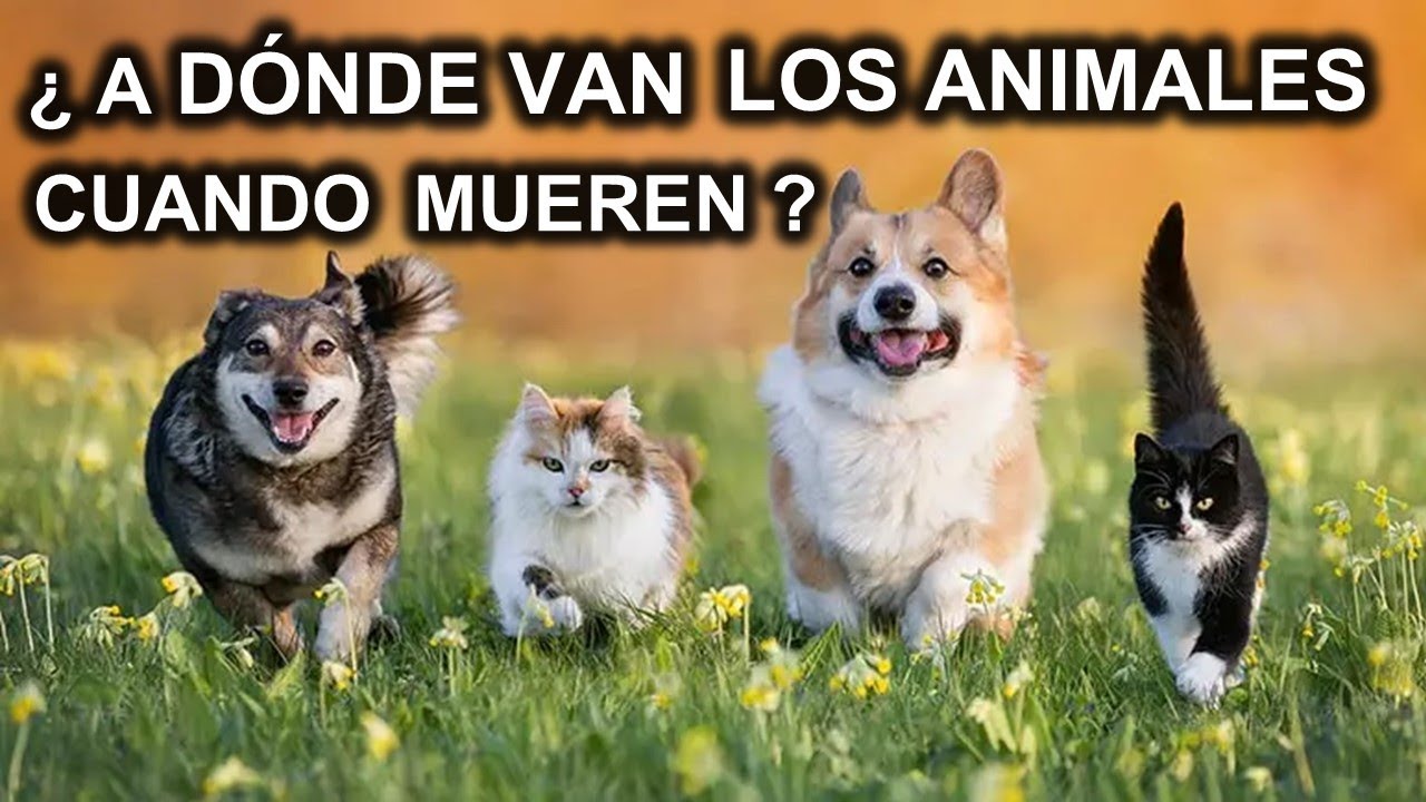 ¿TAMBIÉN GOZARÁN LOS ANIMALES DE LA VIDA ETERNA?