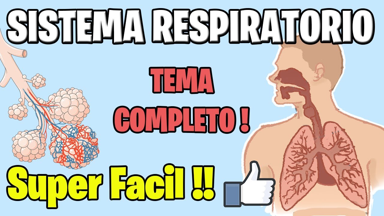 Anatomía y Fisiología del SISTEMA RESPIRATORIO COMPLETO MEJOR EXPLICADO