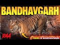 Golden Sunset TIGER Sighting RAA Female In Khitauli Zone Bandhavgarh National Park TigerSafari