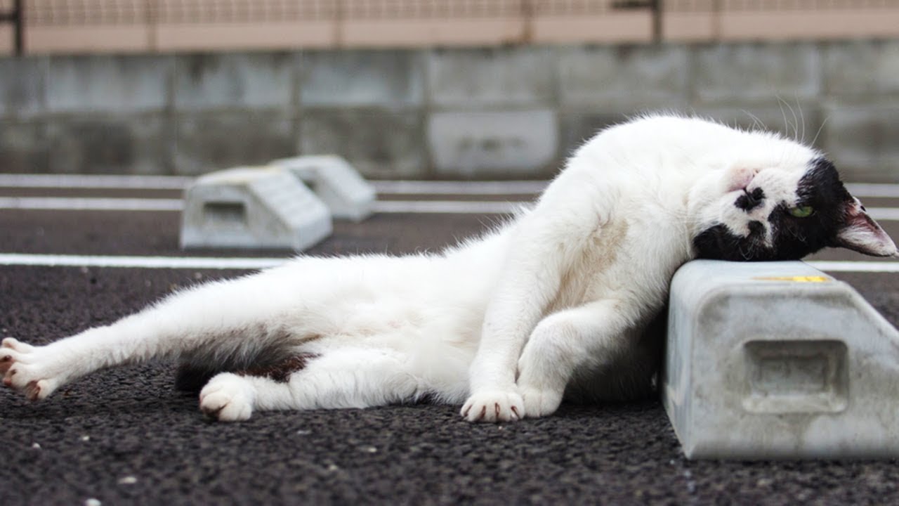 「猫かわいい」 すごくかわいい子猫 - 最も面白い猫の映画 #318