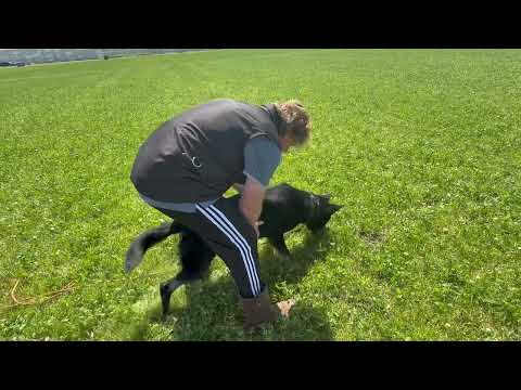 Jerri z Jukasu speuren 9-7-2025