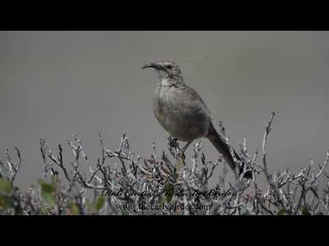 Drozdec kosákovitý (Toxostoma redivivum) — správanie, biotop a hlas