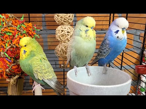 7 hours of budgie sounds to keep your pets in happy bird company