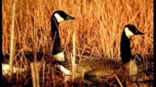 London Symphonic Orchestra-Ey Özgürlük-Zülfü Livaneli.mp4