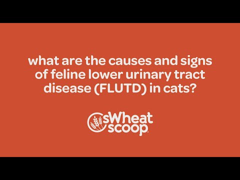 what are the causes and signs of Feline Lower Urinary Tract Infection (FLUTD) in cats?