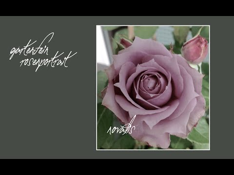 download lagu mp3 mp4 Novalis Rose, download lagu Novalis Rose gratis, unduh video klip Novalis Rose