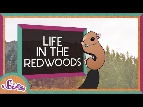 Life in the Redwoods | Explore the Redwoods | SciShow Kids