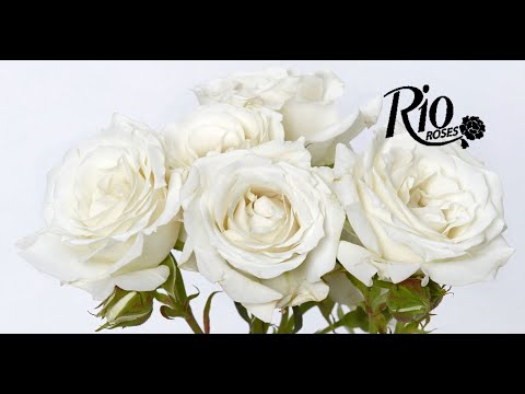 IFD Flower Trends Forecast 2020 with Equiflor Rio Roses