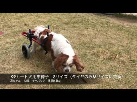 キャバリアの凛ちゃんの車椅子動画