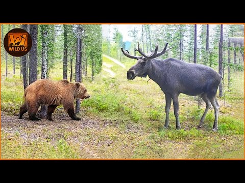 Grizzly Bear Attack | Deadliest Grizzly Bear Attacks Ever Caught On Camera | Wild Animals