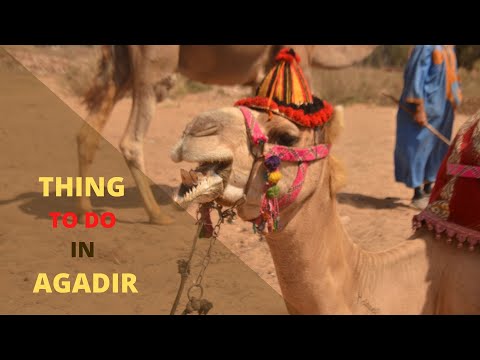 The best tour for your family in Agadir is camel ride and dinner