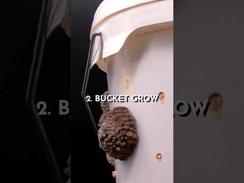 4 ways to grow mushrooms at home | Urban Farming