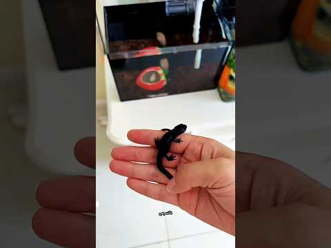 الرئيس لا يستطيع العثور على منزل السمكة🤯😍!! #shorts