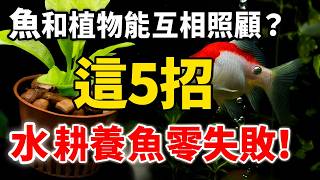 魚和植物能互相照顧？學會這5招，水耕養魚零失敗！