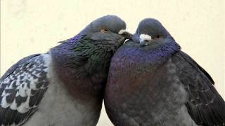 LA FONTAINE, Jean de - Les deux pigeons.