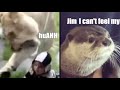 Best Animal Voiceovers 2022
