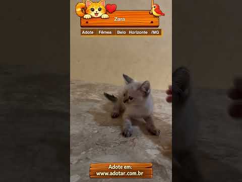 Vídeo de Zara