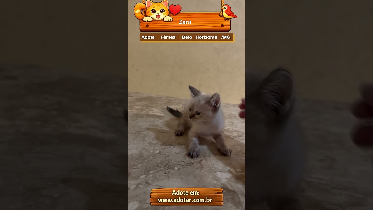 Gato raça SRD-ViraLata idade Abaixo de 2 meses nome Zara