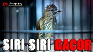 Download lagu SIRI SIRI GACOR NGEBREN SUPER PEDES COCOK BUAT GESEKAN mp3 Download lagu SIRI SIRI GACOR NGEBREN SUPER PEDES COCOK BUAT GESEKAN mp3