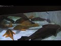 Hypostomus luteus Hypostomus luteus