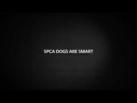 World's first driving dog 😱