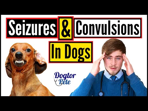Seizures and Convulsions in Dogs 2020 - Vet Explains | Dogtor Pete