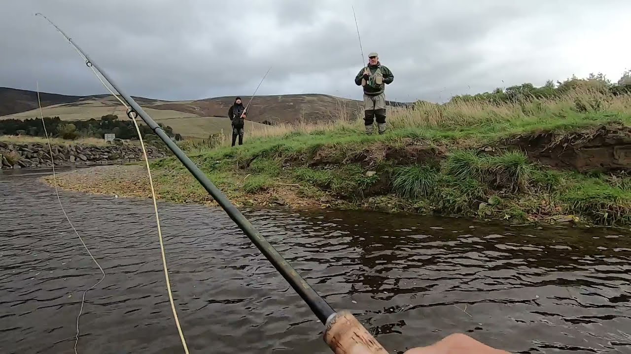Salmon fishing at Cardrona on the river Tweed 14th October 2021