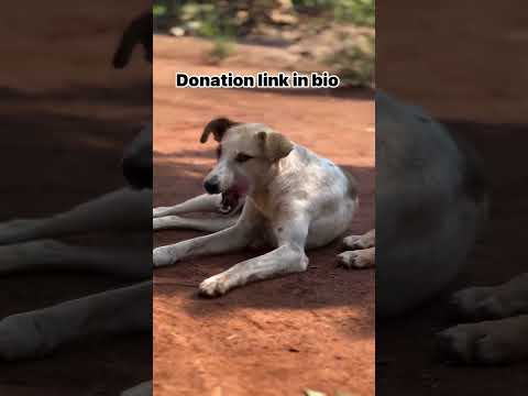 #dog #allpawsshelter #petowner #puppy #petssavingowners #dogowner #cat #petwelfare #doglover