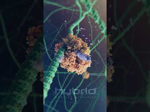 mRNA transcription animation | #transcription #proteinsynthesis #medicalanimation