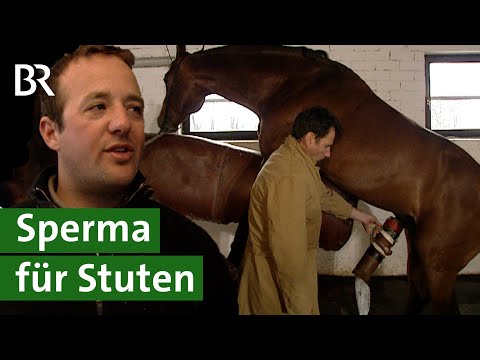 , title : 'Pferde züchten: Mit künstlicher Besamung zum perfekten Fohlen | Pferde decken  | Unser Land | BR'
