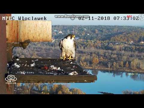 MPEC Włocławek Poland - Glinka after breakfast , departure  -2018 11 02 06 57