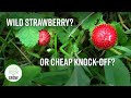 How to Identify Wild Strawberry vs. Mock Strawberry