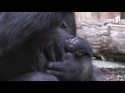 柏林動物園最新的大猩猩寶寶：蒂拉 (Meet Berlin Zoo's newest baby gorilla: Tilla)