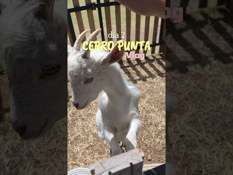 Cerro Punta, Chiriquí 🌿 | Vlog