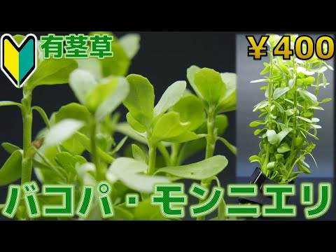 ポタモゲトン・ポリゴニフォリウス