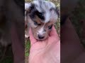 Australian Shepherd dogs for sale: Betty - Video 2