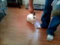 Mr Hopper Walking Wmv