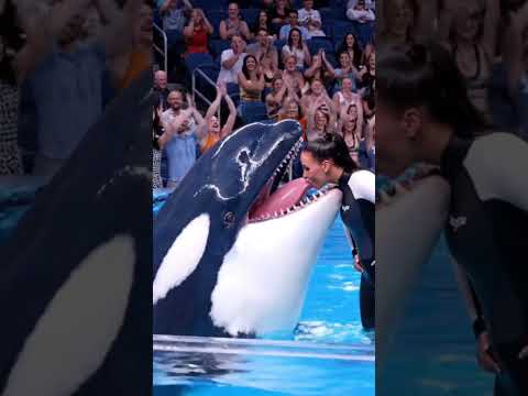 "Jessica’s Kiss on Orca’s Tongue 💋🐋 Audience Delighted by Their Love" #oceanlove #dolphin