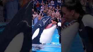 Download lagu 'Jessica’s Kiss on Orca’s Tongue 💋🐋 Audience Delighted by Their Love' #oceanlove #dolphin mp3 Download lagu 'Jessica’s Kiss on Orca’s Tongue 💋🐋 Audience Delighted by Their Love' #oceanlove #dolphin mp3
