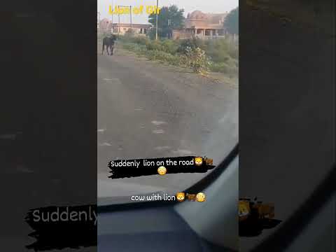 suddenly lion on the road 🦁🦁🦁#lion #shorts #shortsfeed