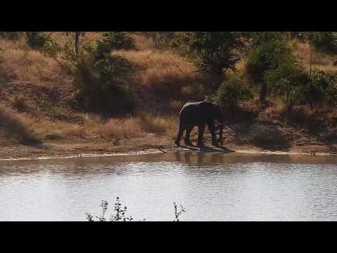 Djuma: Lone Elephant - 08:44 - 05/18/20