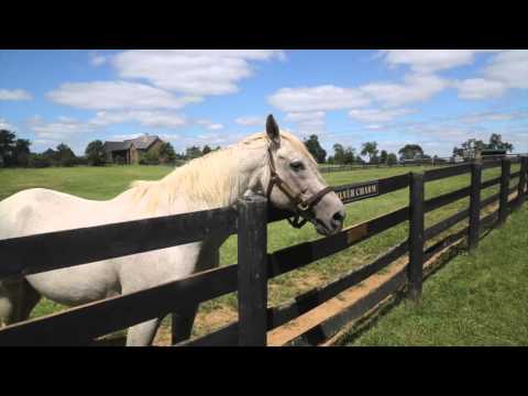Old Friends Virtual Tour - Silver Charm
