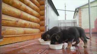 German Shepherd Puppy Eating And Playing With Kitty